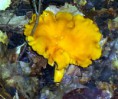/album/photo-gallery-homepage4/smooth-chanterelle-jpg/